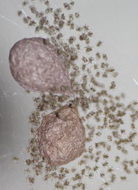 Common House Spider